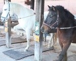 富士山麓で安く乗馬体験できる まかいの牧場に行ってきました。