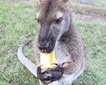 ワラビーがモナカを食う。富士山麓のまかいの牧場は動物のふれあいがいっぱい！