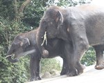 富士サファリパークで水中を泳ぐゾウ 見れるのは運と象の気分次第！？