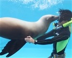 伊豆下田海中水族館でイルカやアザラシと触れ合える！意外と楽しかった。