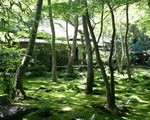 京都のきれいな苔が見れるお寺にかわいい白猫！京都嵯峨野祇王寺を観光