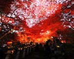 丹沢大山ケーブルカーで大山寺まで。紅葉ライトアップの混雑と寒さ。