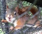 町田リス園のリスが暑さで夏バテしていた。日陰に避難している姿もカワイイ。