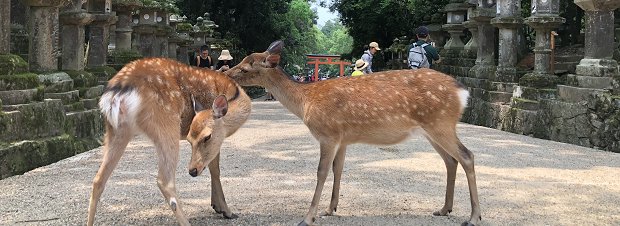 奈良観光行ってみた感想。お花見や混雑情報