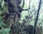 屋久島 雨の日にこそ行きたいヤクスギランド