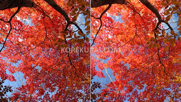 C-PLフィルター 紅葉の写真の違い