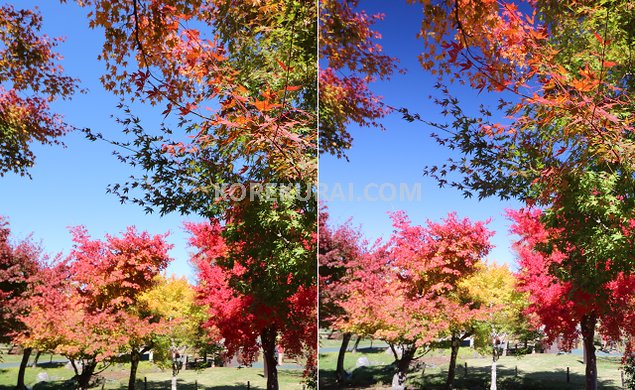 C-PLフィルター 太陽光を背に、紅葉の写真の違い