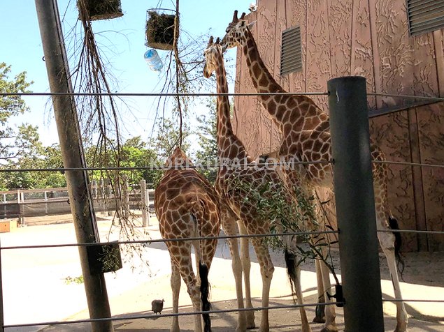 タロンガ動物園 カモノハシ