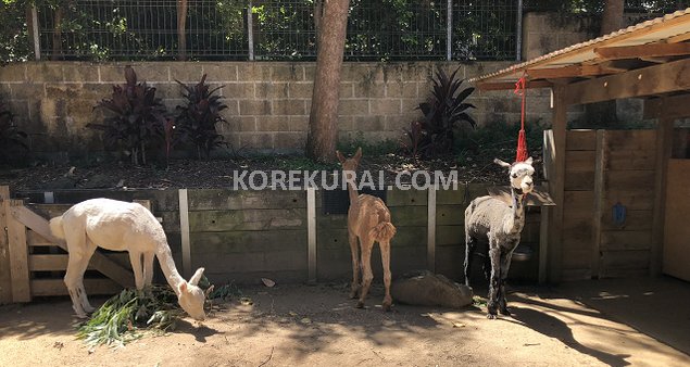 タロンガ動物園 アルパカ