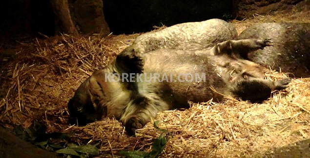 タロンガ動物園 ウォンバット