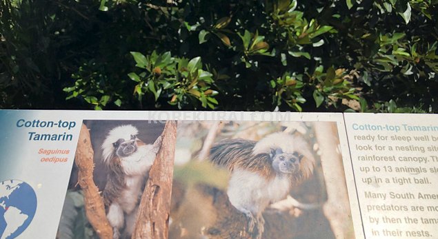 タロンガ動物園 ウォンバット