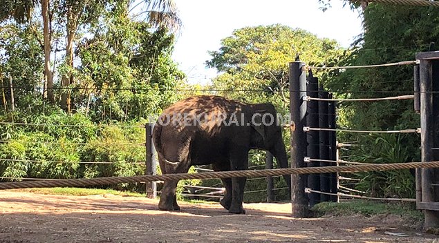 タロンガ動物園 ゾウ