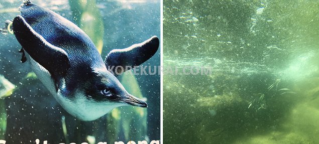 タロンガ動物園 ペンギン
