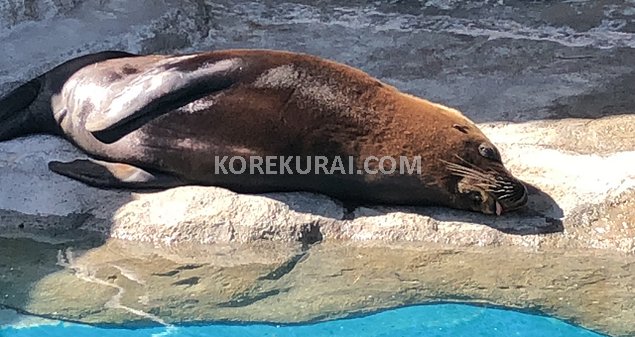 タロンガ動物園 トド