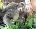 【感想】タロンガ動物園とワイルドライフシドニー動物園。行くならどっち？