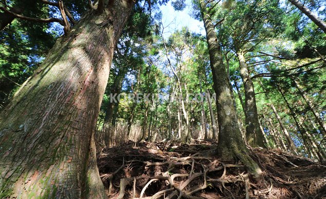 愛鷹山 黒岳 登山道