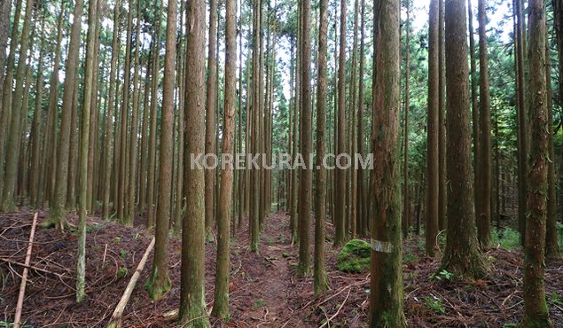 富士見峠～山神社 登山道