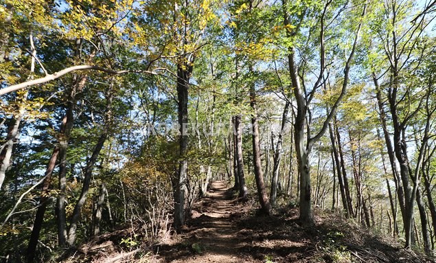 天上山～新倉山 登山道