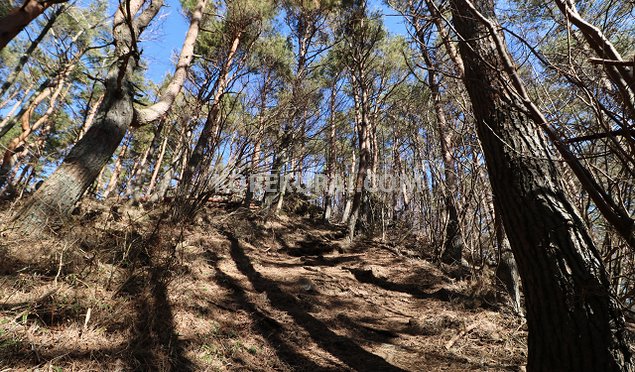 毛無山登山道 登坂