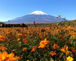 山中湖 花の都公園。無料のコスモスと有料の紅葉が綺麗！駐車場と所要時間について