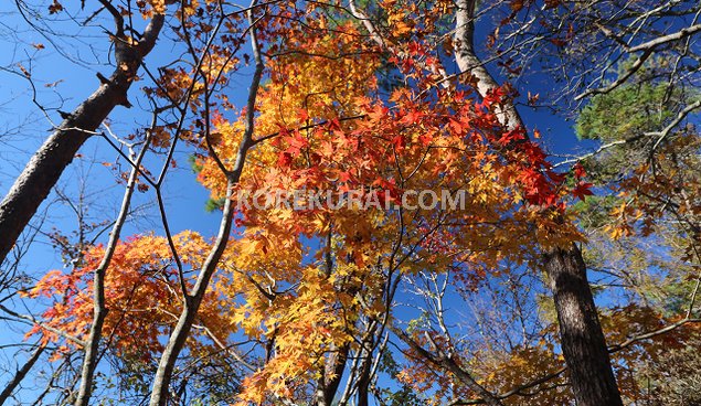 石割山の紅葉