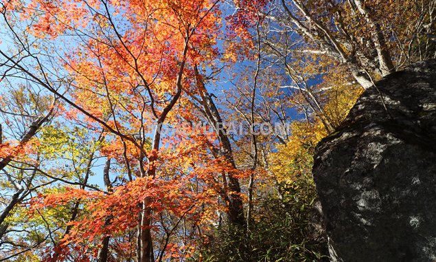 石割山の紅葉