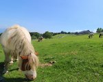 山梨まきば公園でポニーや羊と触れ合い！駐車場の混雑状況は？清里テラスまで歩ける？