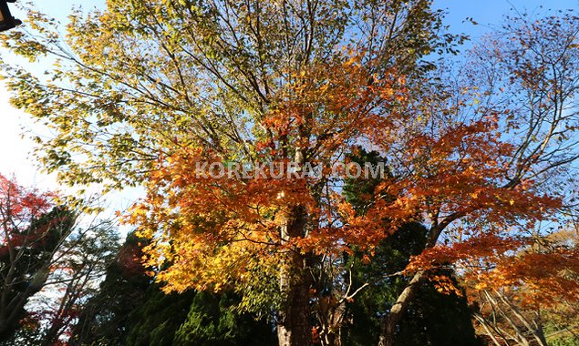 箱根ガラスの森美術館 入口の紅葉