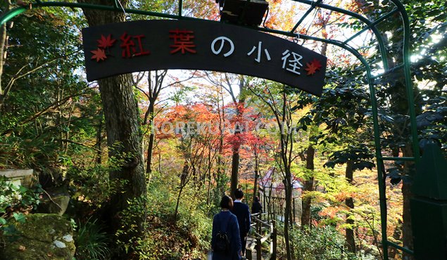 箱根ガラスの森美術館 紅葉の小径