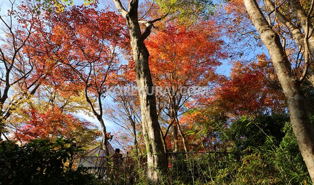 箱根ガラスの森美術館 紅葉