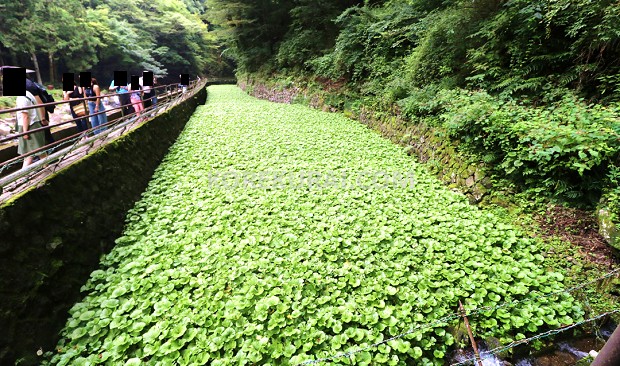 travelhakone