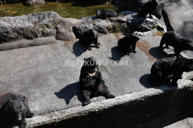 奥飛騨クマ牧場の熊