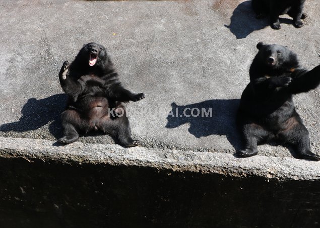 奥飛騨クマ牧場 熊のエサやり