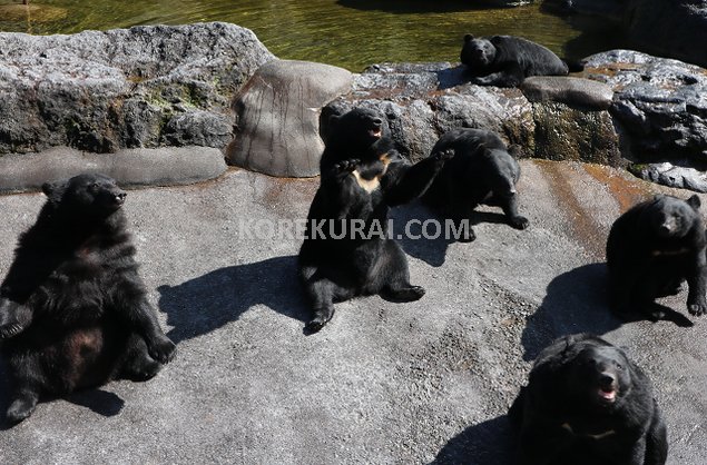 奥飛騨クマ牧場 熊の餌のおねだり