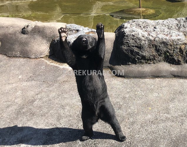 奥飛騨クマ牧場 クマ ここだよアピール