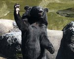 上高地近くの奥飛騨クマ牧場に行った感想。コロナ渦にて