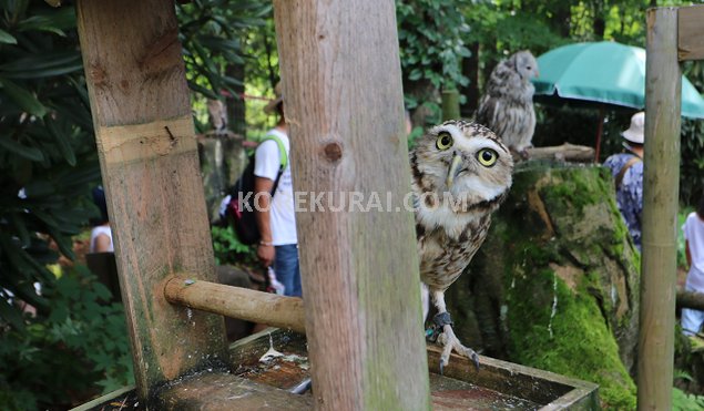 白樺リゾート池の平ファミリーランド 小さいフクロウ