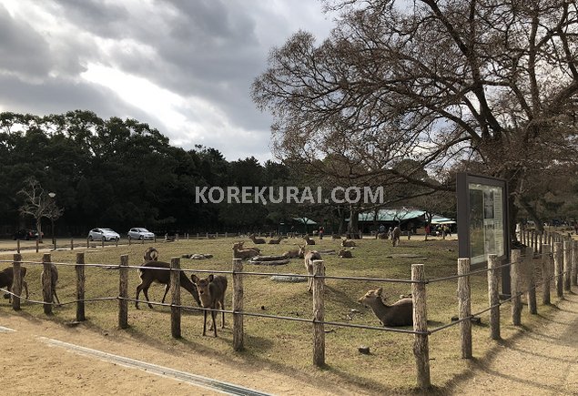 奈良公園 小鹿に会えた場所