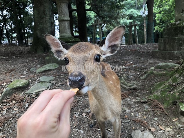 春日大社 小鹿 鹿せんべい