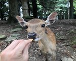 奈良 小鹿に会えた場所（奈良公園,春日大社,鹿苑）