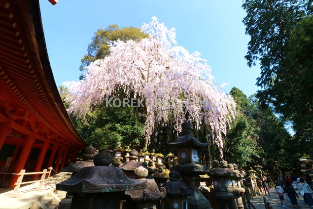 春日大社 桜