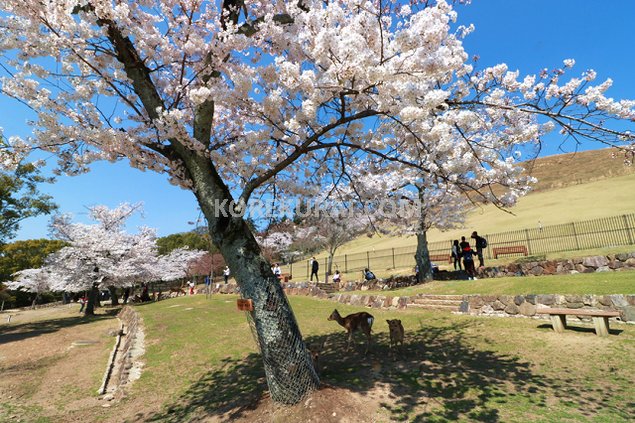 若草山 桜