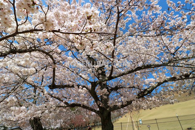 若草山 桜