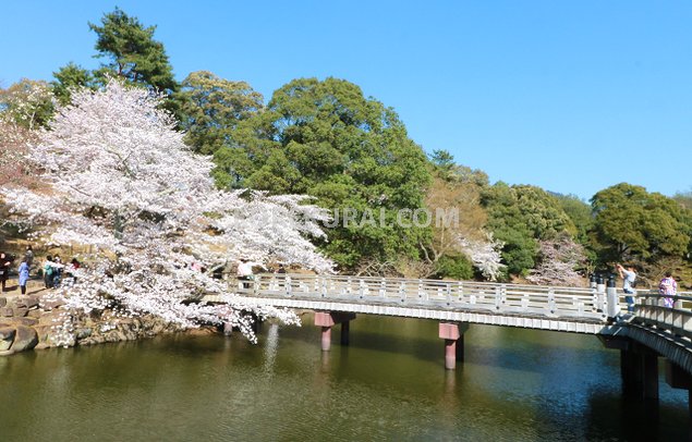 浮見堂 桜