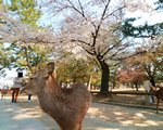 奈良公園近くのお花見スポット(興福寺,氷室神社,東大寺,春日大社,若草山)