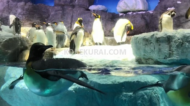 海遊館 ペンギン