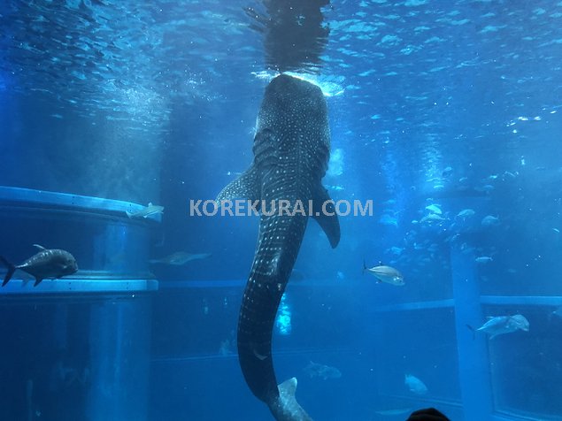 海遊館 ジンベイザメ お食事中