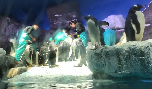 海遊館 ペンギンお食事中