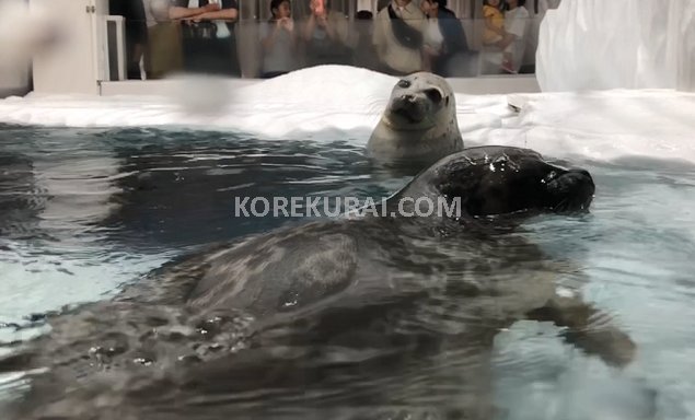 海遊館 アシカ