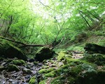 奥多摩 御岳山登山。ケーブルカーでロックガーデンから綾滝まで。駐車場と所要時間。屋久島っぽい写真も！